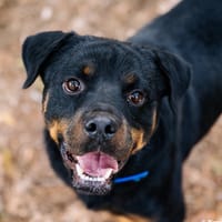 Rotti, chien à adopter