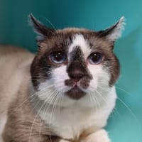 ULYSSE QCT, chat à adopter