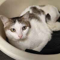 SILICIUM QCT, chat à adopter