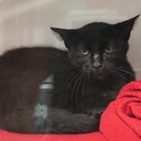 Vador, chat à adopter
