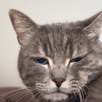 SWEETY A17486, chatte à adopter