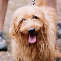 Prince, chien à adopter
