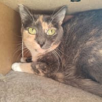 TEA QCT, chatte à adopter