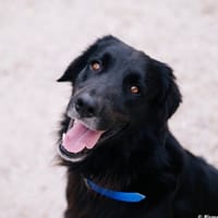 LUPIN, chien à adopter