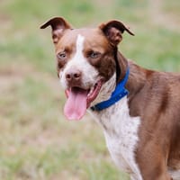 Scoot, chien à adopter