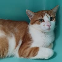 IODE QCT, chatte à adopter