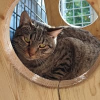MUNDUNGUS QCT, chat à adopter