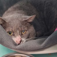 CHAUSSETTE QCT, chat à adopter