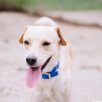 ZABI, chienne à adopter