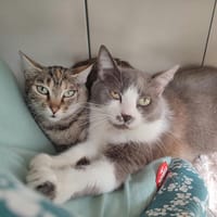 MIKASA QCT, chatte à adopter