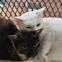 Gaia, chatte à adopter