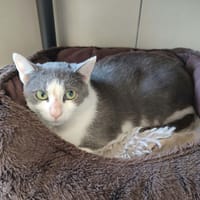 MINERVA QCT, chatte à adopter