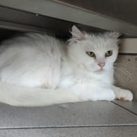 MARAUDEUR QCT, chatte à adopter