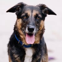 TITO, chien à adopter