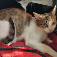 TARTIFLETTE QCT, chatte à adopter