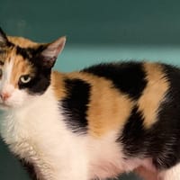 CHARLIE, chatte à adopter