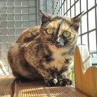 POPPI CQT, chatte à adopter
