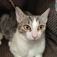 BRIE QCT, chatte à adopter