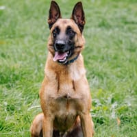 WALY, chien à adopter