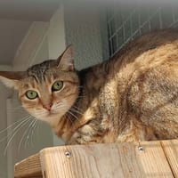 PAPRIKA QCT, chatte à adopter