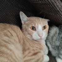 GOUDA QCT, chat à adopter