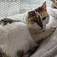 Gaufrette, chatte à adopter