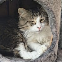 SHAUN, chat à adopter