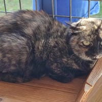 FONTINA QCT, chatte à adopter