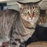 CHICKEN LOUISIANE QCT, chatte à adopter