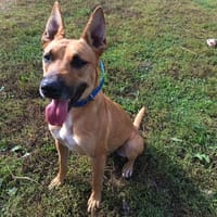 AXEL, chien à adopter