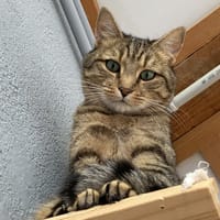 TAMINO, chat à adopter