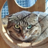 POGONA QCT, chatte à adopter