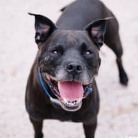 DJANGO, chien à adopter