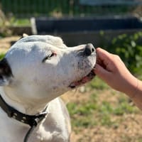 Sakho, chien à adopter