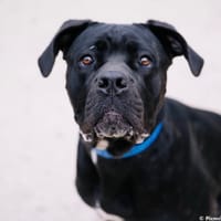 Talia, chienne à adopter