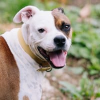 LOKI CN, chien à adopter