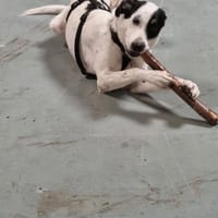 Tasha, chienne à adopter