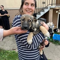 Linoy, chien à adopter