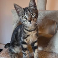 ALIYAH, chatte à adopter