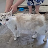 eowine, chatte à adopter