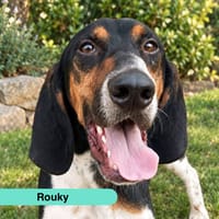 ROUKY, chien à adopter
