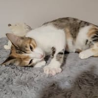 FRIMOUSSE, chatte à adopter