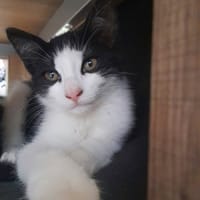 BIBOP, chat à adopter