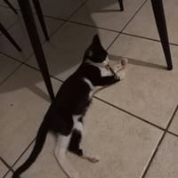 BIJOU, chat à adopter
