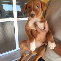 MERLIN (Maria), chien à adopter