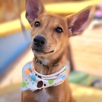 KIARA (Salvando Angeles), chienne à adopter