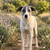 RUMBA (Salvando Angeles), chienne à adopter