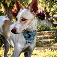 ROC (Salvando Angeles), chien à adopter