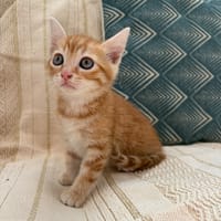 IOTA, chat à adopter