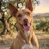 CLEO (Salvando Angeles), chienne à adopter